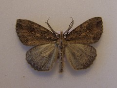 Pseudocoremia rudisata