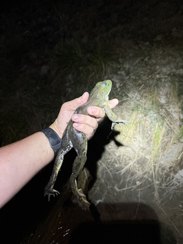 iNaturalist observation photo of American Bullfrog