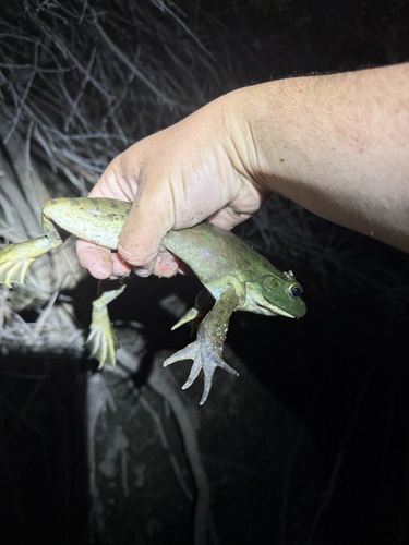 iNaturalist observation photo of American Bullfrog