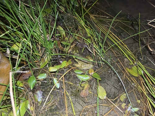 iNaturalist observation photo of American Bullfrog