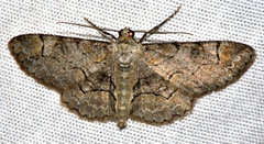 Iridopsis larvaria