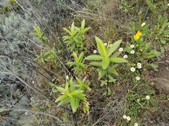 Faujasia salicifolia