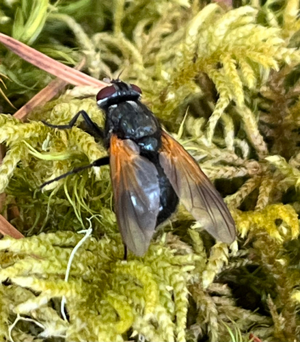 Unknown species found near Humpback Rd, Metchosin, BC, CA