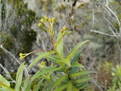 Faujasia salicifolia