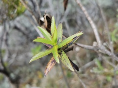 Faujasia salicifolia