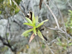 Faujasia salicifolia