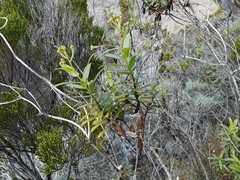 Faujasia salicifolia