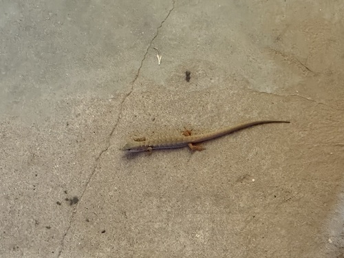 iNaturalist observation photo of Southern Alligator Lizard