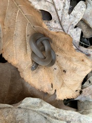 Virginia valeriae elegans