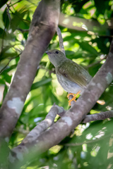 Chiroxiphia linearis