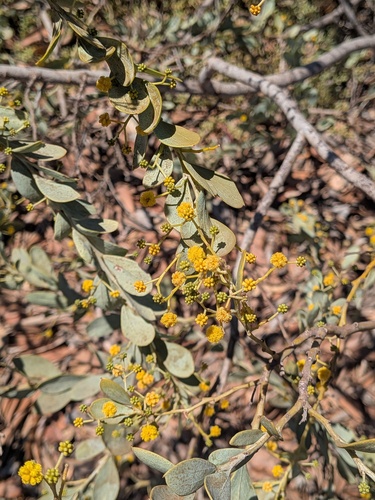 two-nerved wattle (Acacia bivenosa)
