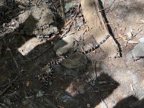 iNaturalist observation photo of California King Snake