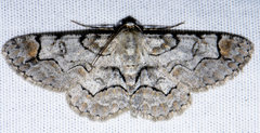 Iridopsis larvaria