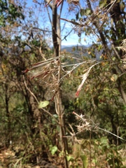 Onoseris onoseroides