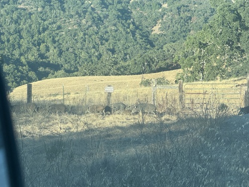 iNaturalist observation photo of Wild Boar