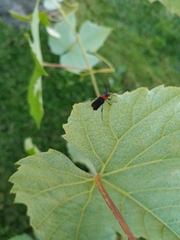 Eryphus laetus