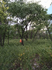 Platymiscium pinnatum