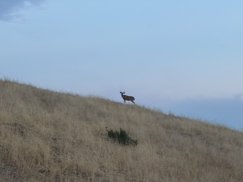 iNaturalist observation photo of Columbian Black-tailed Deer