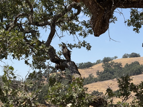 iNaturalist observation photo of Red-tailed Hawk