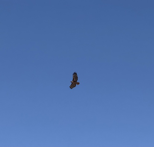 iNaturalist observation photo of Red-tailed Hawk