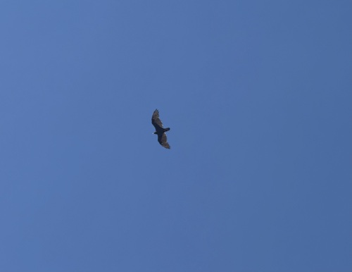 iNaturalist observation photo of Turkey Vulture
