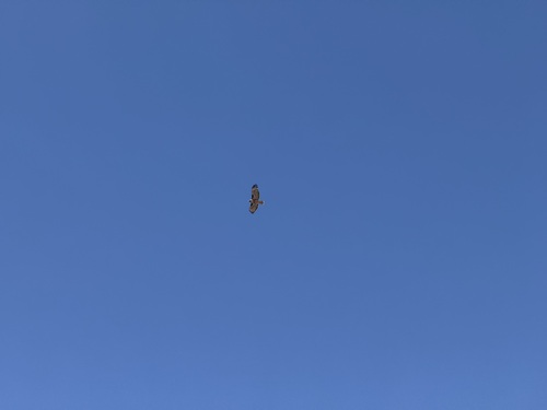 iNaturalist observation photo of Red-tailed Hawk