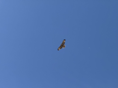 iNaturalist observation photo of Red-tailed Hawk