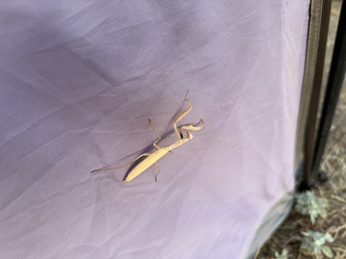 iNaturalist observation photo of European Mantis