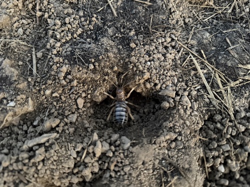 iNaturalist observation photo of North American Jerusalem Crickets