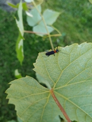 Eryphus laetus