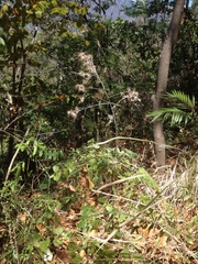 Onoseris onoseroides