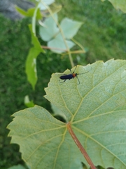 Eryphus laetus
