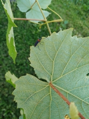 Eryphus laetus