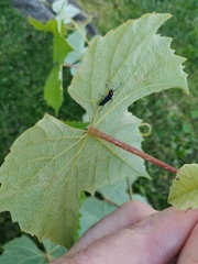 Eryphus laetus