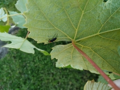 Eryphus laetus