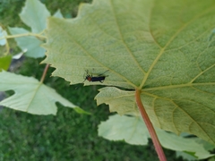 Eryphus laetus