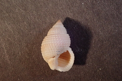 Nassarius perpinguis