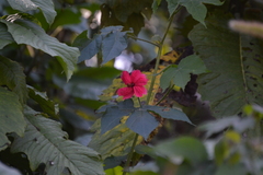 Hibiscus uncinellus