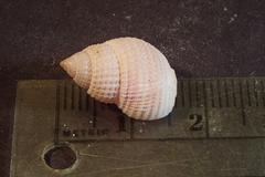 Nassarius perpinguis