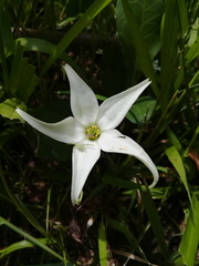 Jaborosa integrifolia