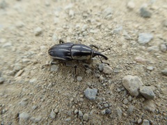 Sphenophorus australis