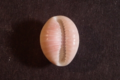 Pusula solandri