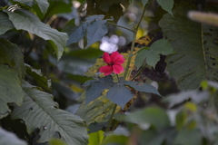Hibiscus uncinellus