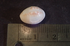 Pusula solandri