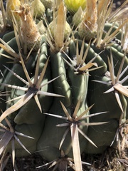 Ferocactus recurvus