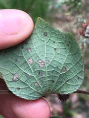 Puccinia malvacearum