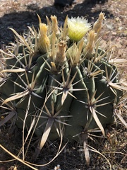 Ferocactus recurvus