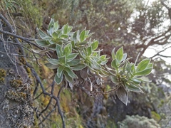 Helichrysum heliotropifolium image