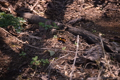 Catonephele numilia esite