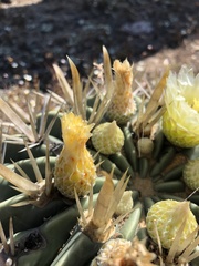 Ferocactus recurvus